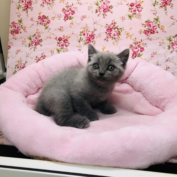 ブリティッシュショートヘア