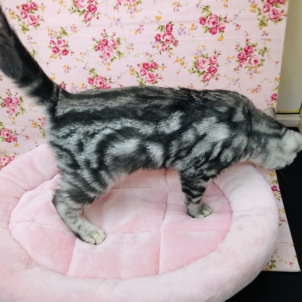 大人気!アメショちゃんの最新画像・動画更新♪ アメリカンショートヘア