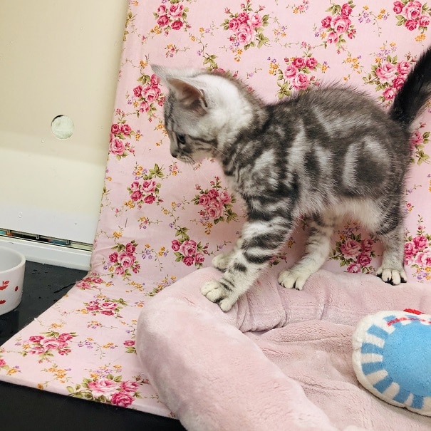 アメリカンショートヘア