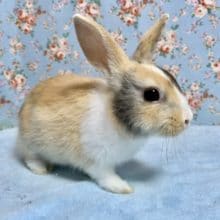 ミニウサギ  〜3色〜  7月15日