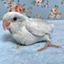 手乗りマメルリハ  ヘビーパイドパステルライラック  男の子 7月28日