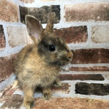 模様が個性的なネザーランドドワーフ〜♡