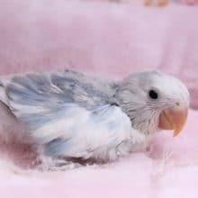 激レア!! コザクラインコ“ホワイトフェイス” 2020.7/25撮影