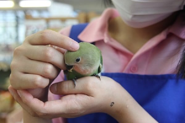 コザクラインコ（小桜インコ）