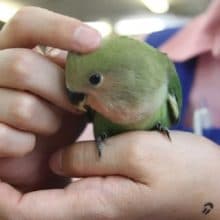 ベタ馴れ♪コザクラインコさん＾＾