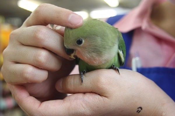 ベタ馴れ♪コザクラインコさん＾＾