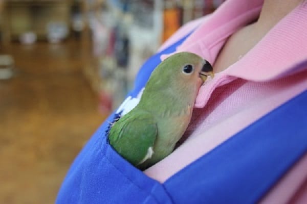 コザクラインコ（小桜インコ）