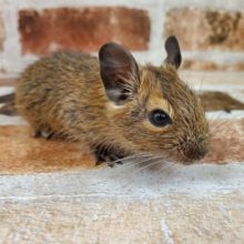 デグー♪小さいよ☆