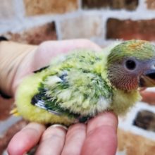 最新画像更新！！オパーリン小桜インコ