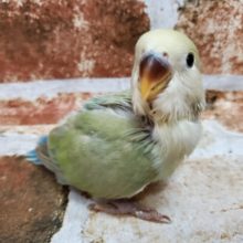 キレイなカラー！小桜シナモン