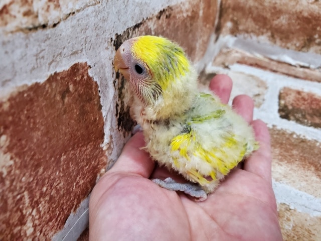 コザクラインコ（小桜インコ）