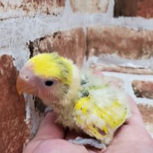 最新画像更新！！大人気♪タイガーチェリー！コザクラインコ