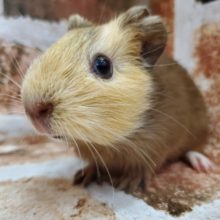 美味しそうな色♪イングリッシュモルモット♂