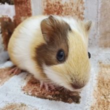 淡い色のイングリッシュモルモット♀