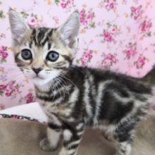 色のｷﾚｲなブラウンタビーのアメリカンショートヘアちゃん♪