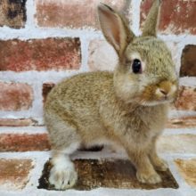 小さいけどずっしり！ドワーフラビット君♪