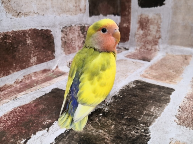 コザクラインコ（小桜インコ）