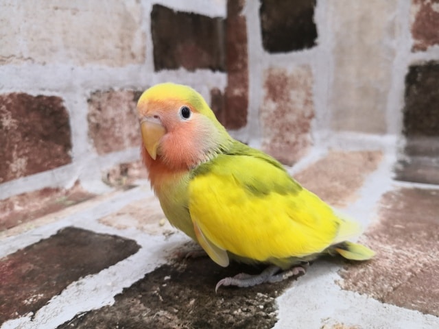 コザクラインコ（小桜インコ）