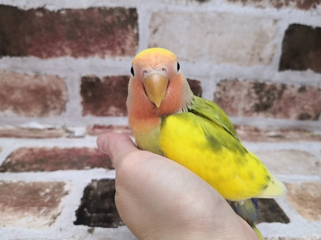 コザクラインコ（小桜インコ）