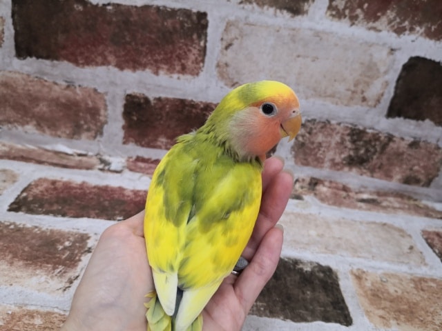 コザクラインコ（小桜インコ）