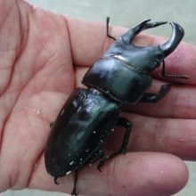 オオクワガタ　８０ｍｍUP　入荷いたしました！！