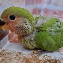 ラブバードだよ♪コザクラインコ！