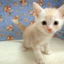 アメリカンショートヘア 男の子♪