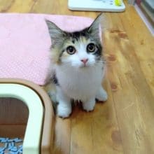 キティランデビューしました！メインクーン 女の子♪