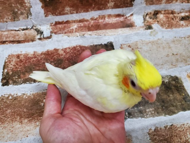 オカメインコ