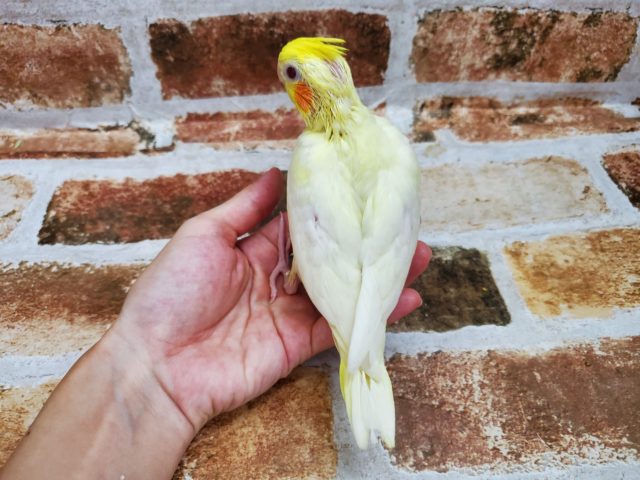 オカメインコ