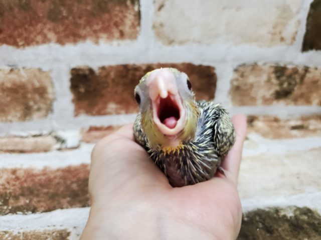 オカメインコ