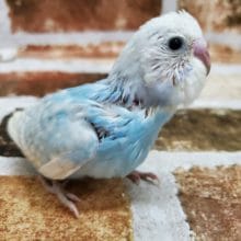 綺麗なスパングルセキセイインコ♪