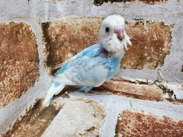 綺麗なスパングルセキセイインコ♪ セキセイインコ