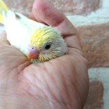 クリームがキレイですよー　セキセイインコ～～