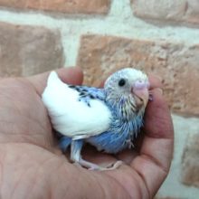 定番人気のセキセイインコ！（ブルーのパイド）でｺﾞｻﾞｲﾏｽ～
