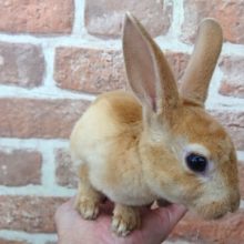 超おっとり！ミニレッキス～　優しいコです！