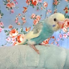 そろそろカゴデビューかな？？セキセイインコ（レインボーｘパイド）～～