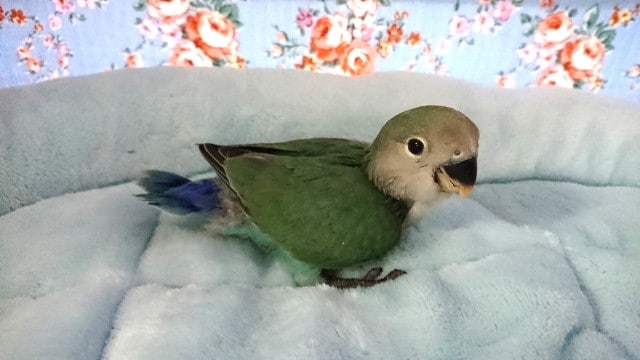 コザクラインコ（小桜インコ）