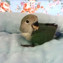 やはり！可愛いねぇ～ コザクラインコ(ノーマル)