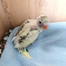 結構お探しの方多いかな？セキセイインコ（４色ハルクィン）