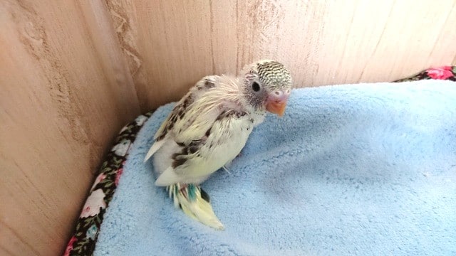 結構お探しの方多いかな？セキセイインコ（４色ハルクィン）