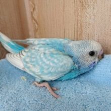 むっちりバディで　ｽﾃｷ！セキセイインコ（スパングル）