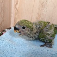 馴れそうな予感です！コザクラインコ（ノーマル）～～