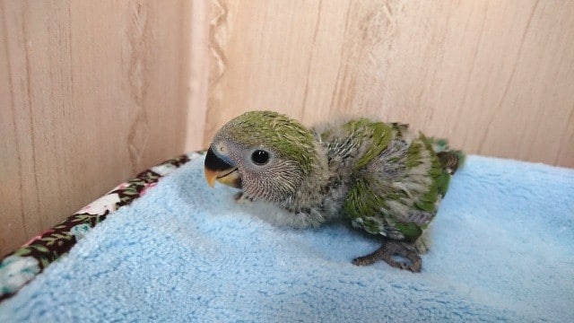 馴れそうな予感です！コザクラインコ（ノーマル）～～