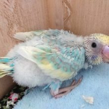個性が出ております～セキセイインコのレインボーですおｐン