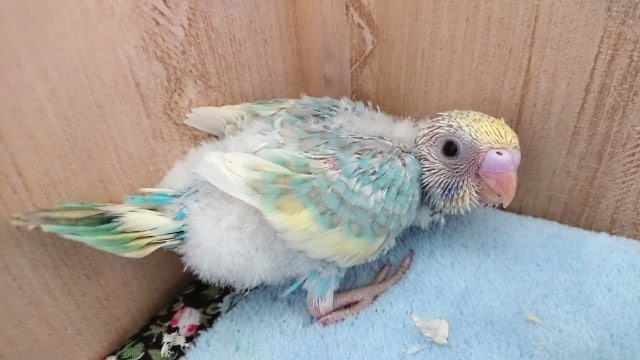 個性が出ております～セキセイインコのレインボーですおｐン