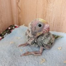 まだちょっと未知数のセキセイインコ（レインボー）ですよ～～