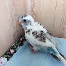 黒い瞳が特徴となります！セキセイインコ（ハルクィン）～～