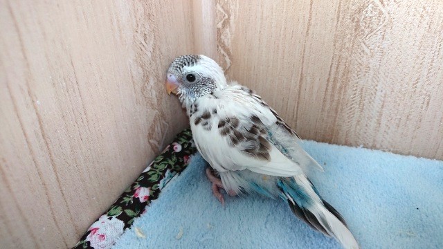 黒い瞳が特徴となります！セキセイインコ（ハルクィン）～～