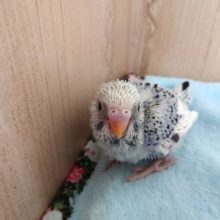意外と珍しいコ！セキセイインコ（バイオレットのパイド）